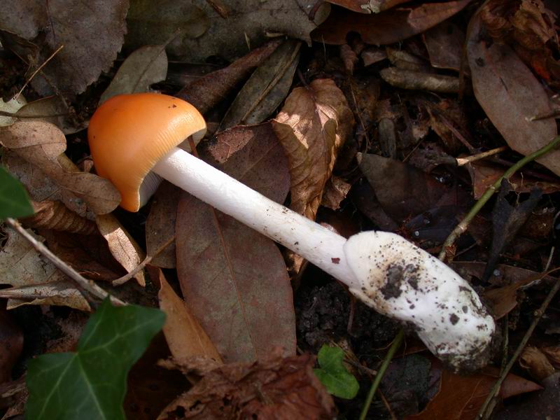 Escursione autunnale in Corsica - 3